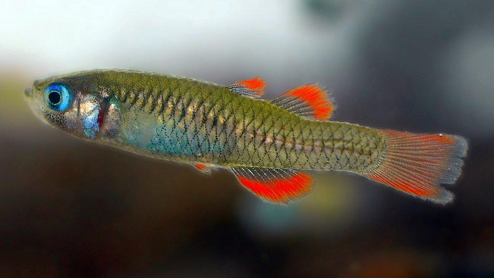 Scaturiginichthys vermeilipinnis