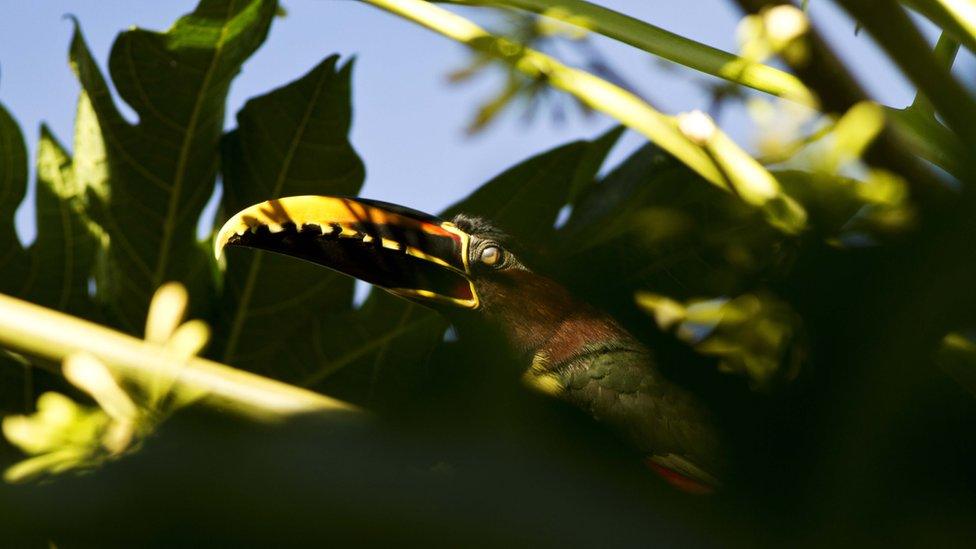Aracari