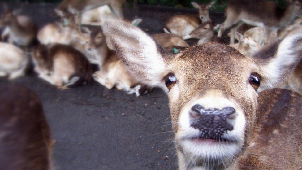 Animals in a zoo