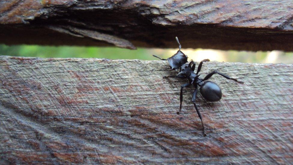 A giant ant
