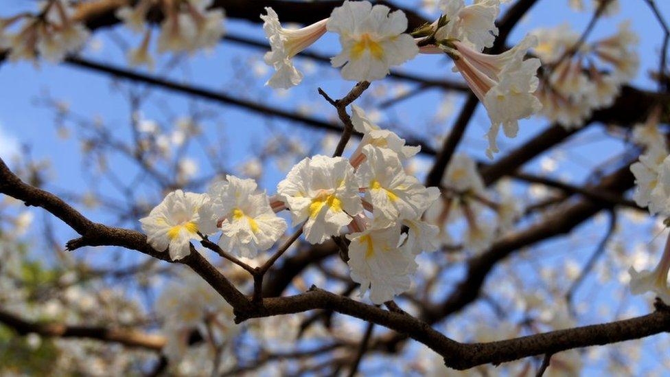 Tabebuia roseoalba blossom
