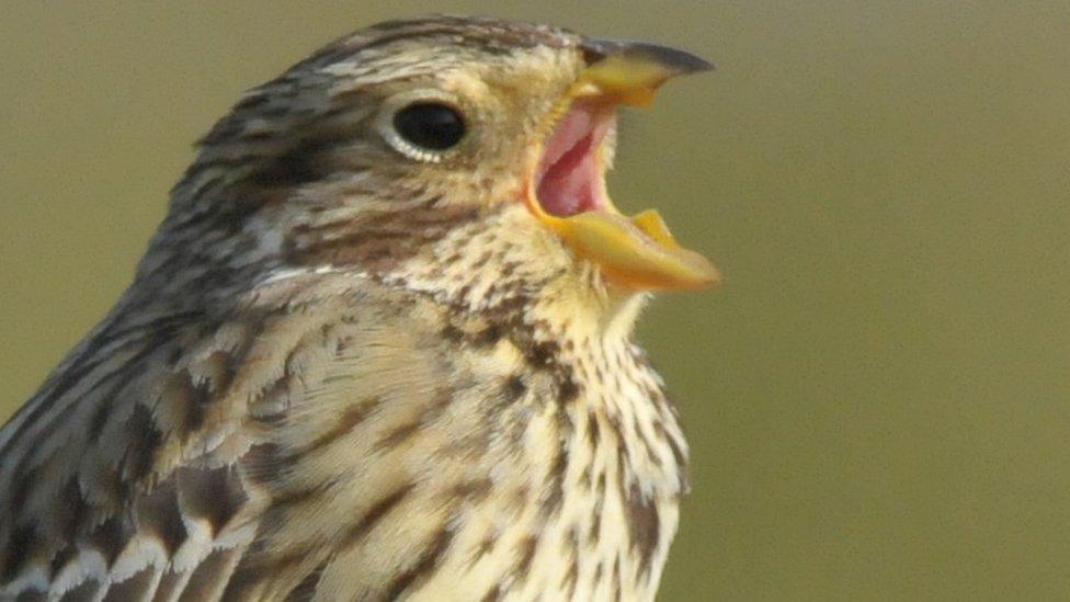 Corn bunting