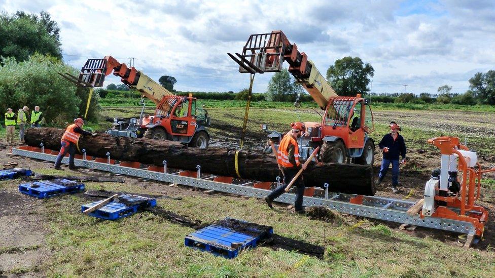 Fenland Black Oak lifted from a farmer's field in Methwold Hythe, Norfolk