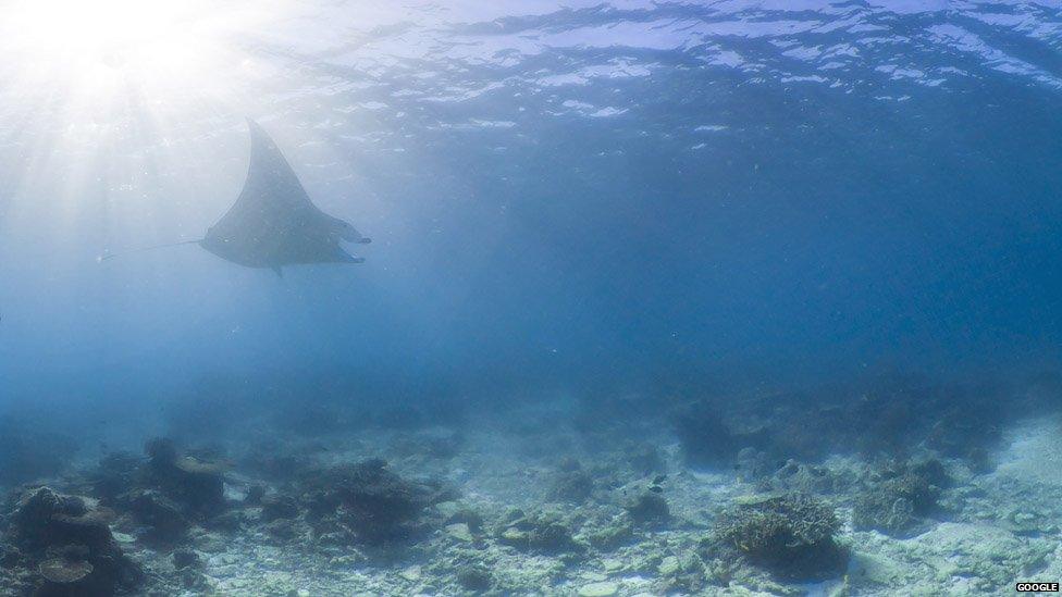 Manta Ray swimming around the Great Barrier Reef.