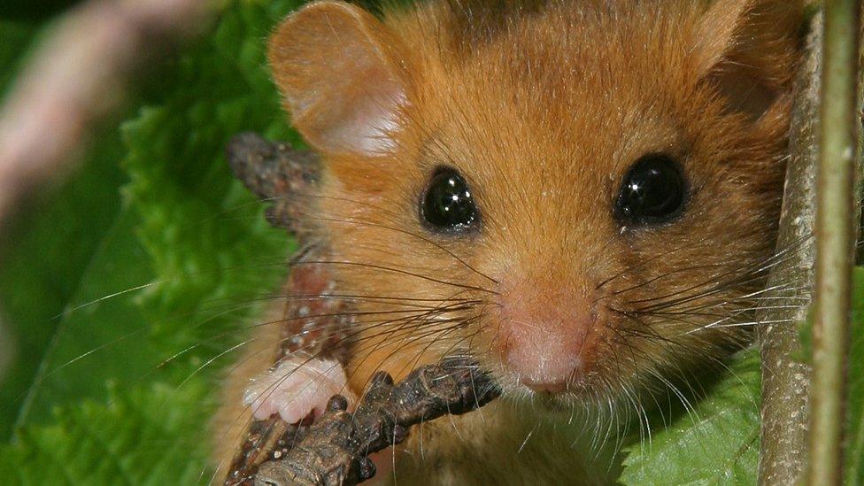 Dormouse