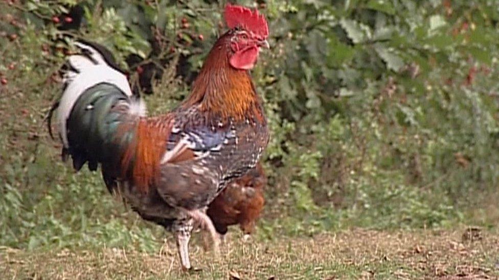 Chicken on "chicken roundabout" at Ditchingham, Norfolk