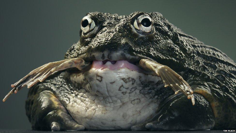 Frog