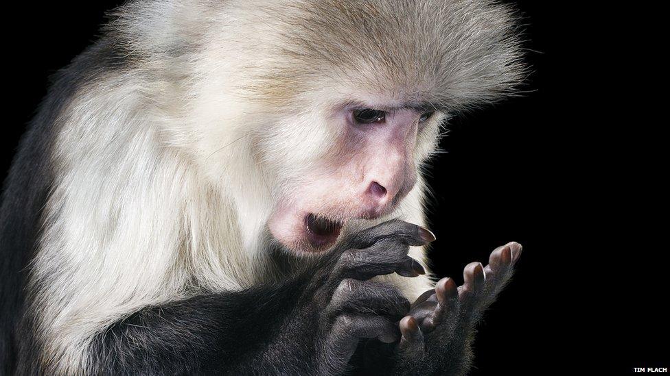 Capuchin monkey