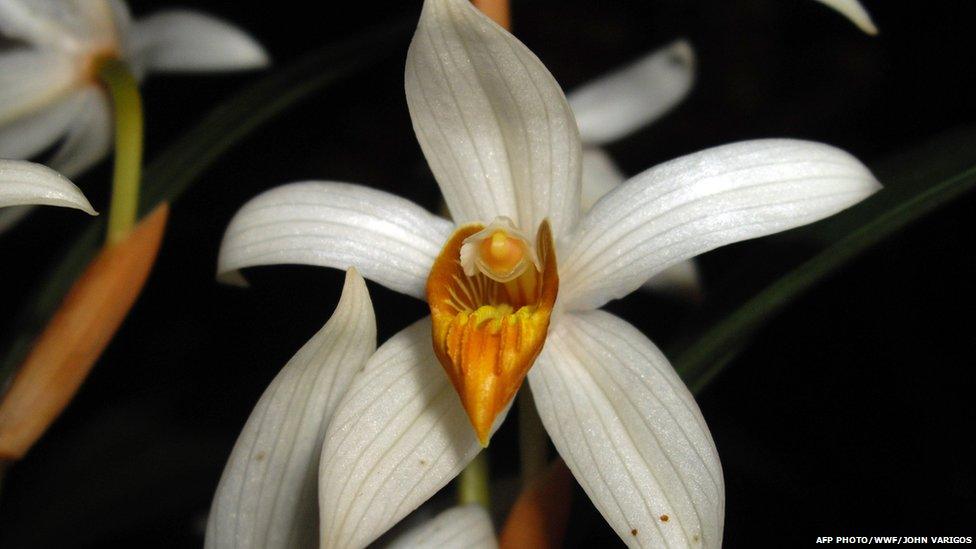 Thick-spiked Coelogyne Orchid