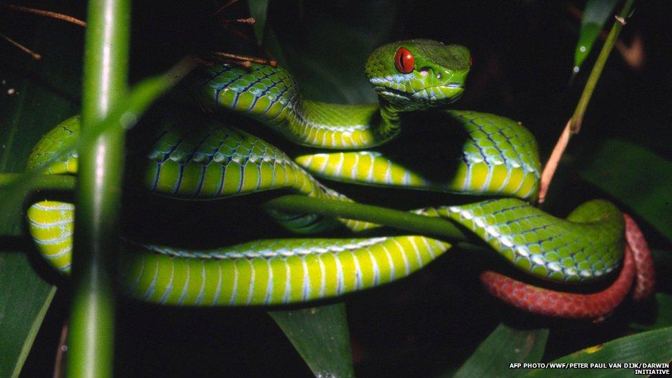 Ruby-eyed pit viper