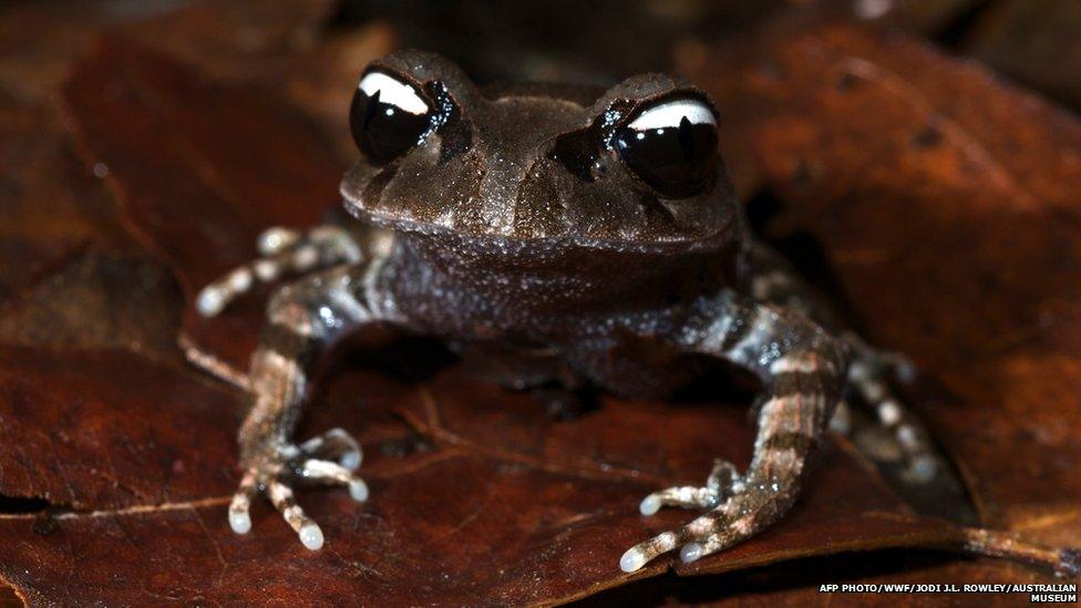 "Yin-yang" frog