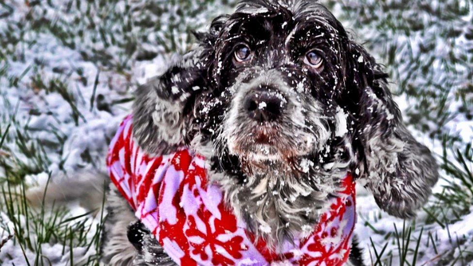 A dog in the snow.