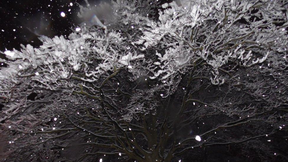 A flash photograph of a snowy tree at night