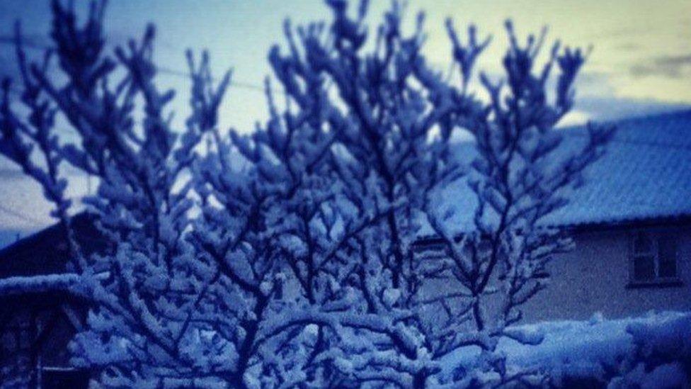 Snow covered tree top