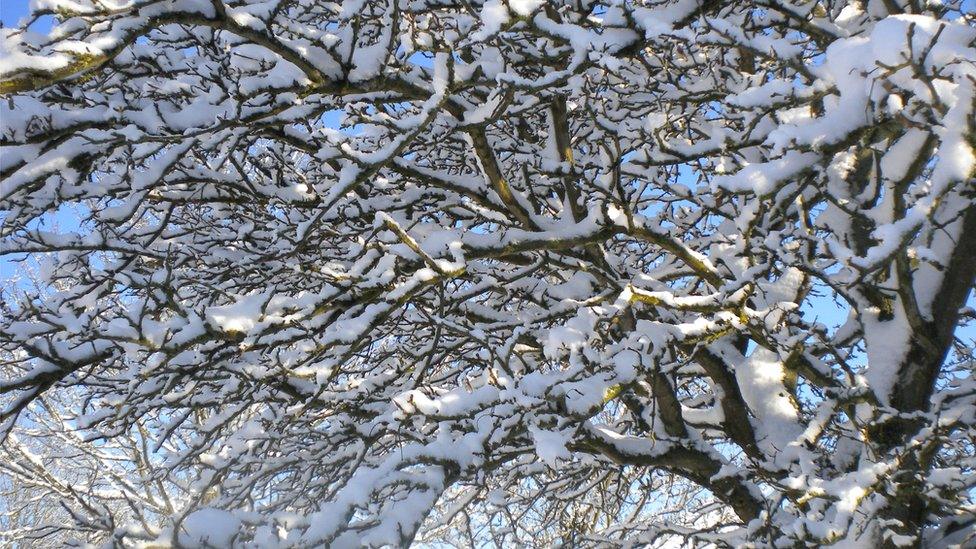 A tree with branches covered in snow.