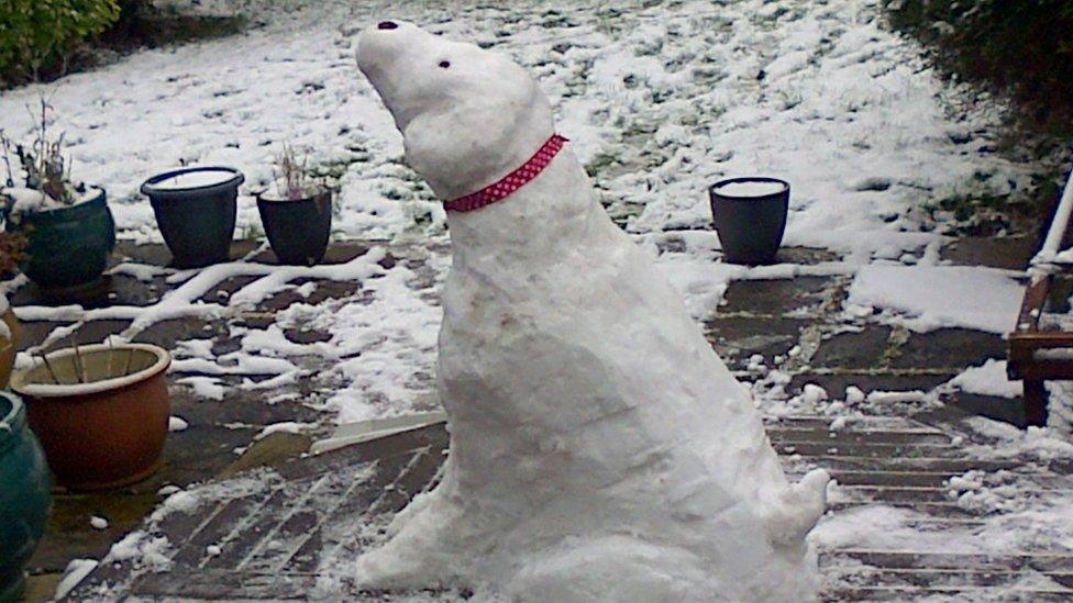 Emily's snow dog