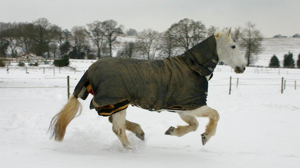 A white (but covered) horse gallops in a snowy field.