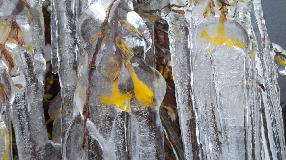 Small yellow flowers on branches are frozen in clear ice.