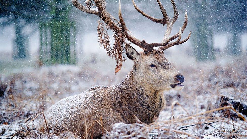 A stag sitting in bracken, is eating as the snow falls.