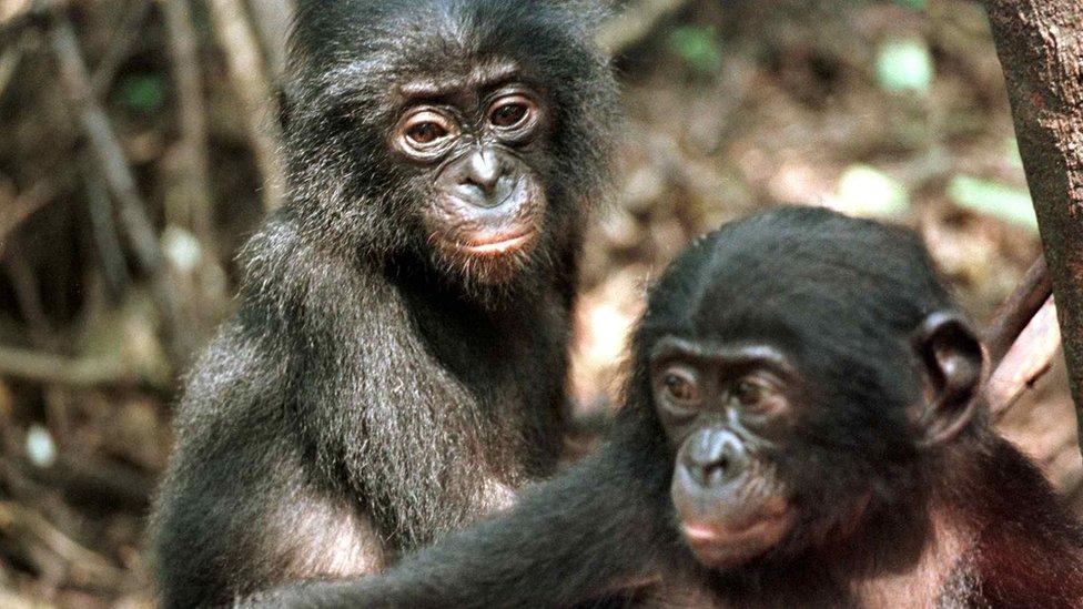 Bonobo chimps in Africa