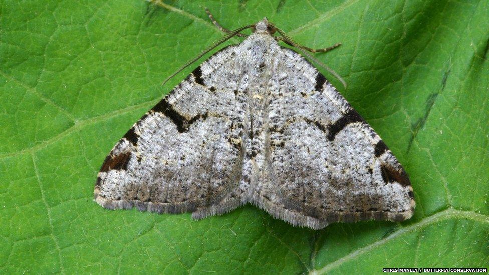 Pictures: Ups and downs for UK moths - BBC Newsround