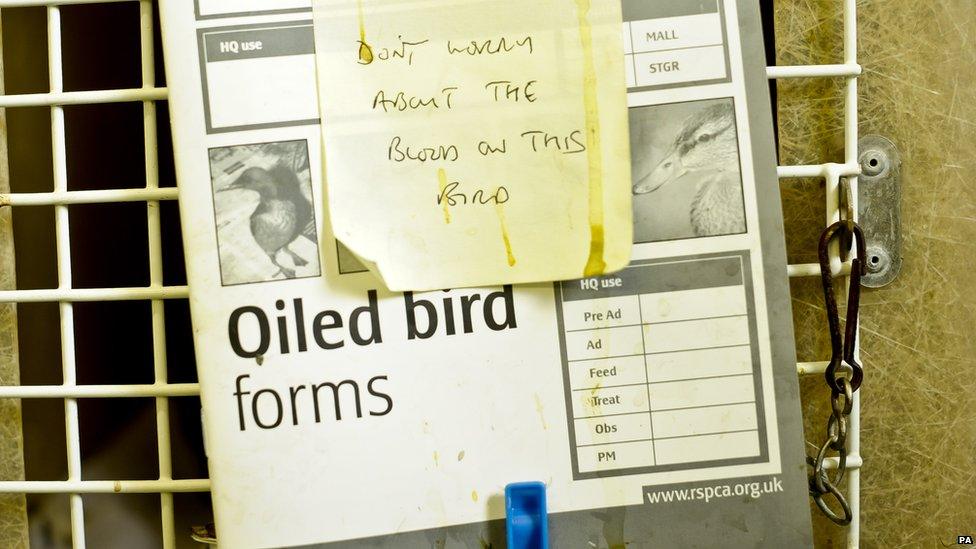 A note attached to an oiled bird form and pegged to the front of it's cage