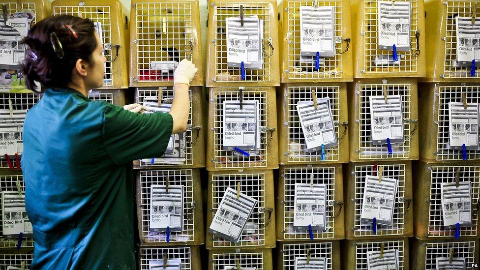 Allison Yellowey checks cages with guillemots in at RSPCA West Hatch Animal Centre