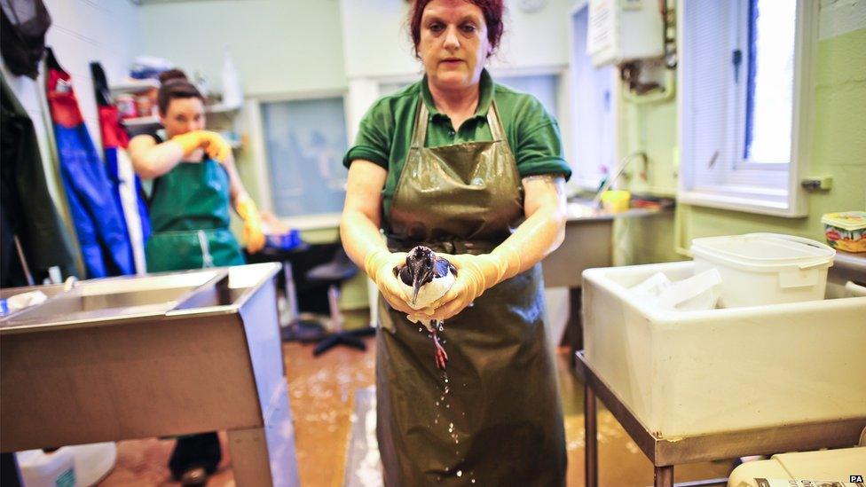 RSPCA staff member Carol Noble carries a washed and rinsed guillemot to the drying room