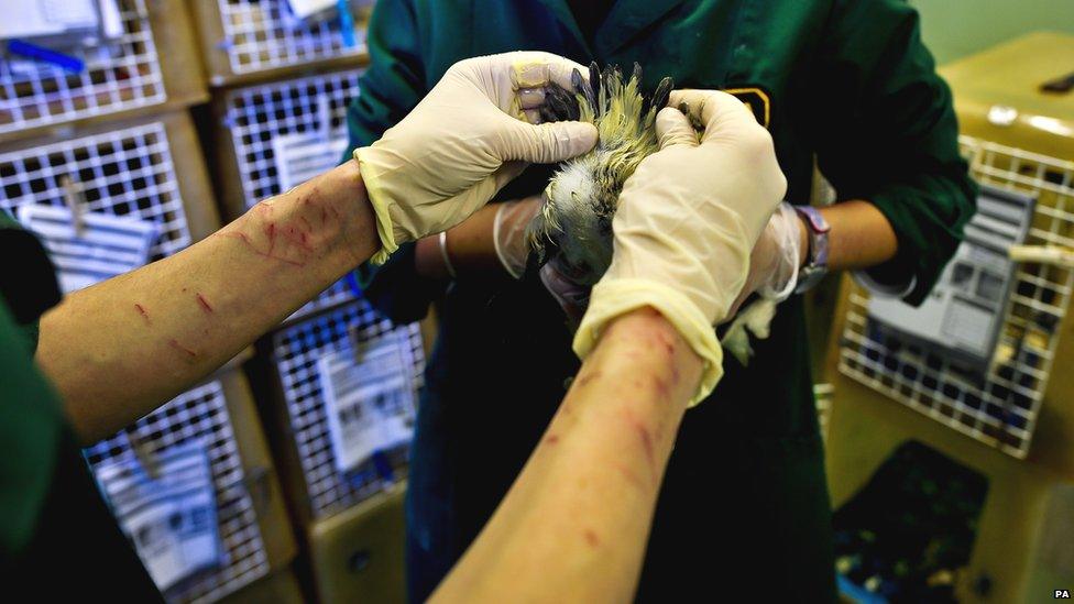 Scratches from pecking guillemots on the arms of RSPCA staff member Allison Yellowey