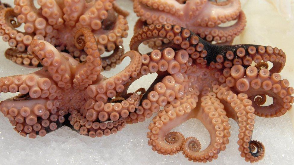 An octopus