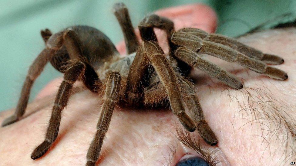 A tarantula