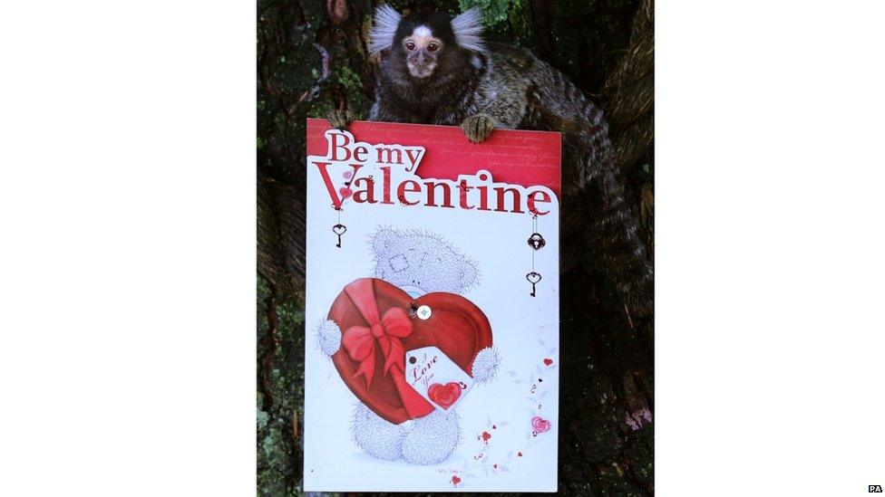 A Marmoset monkey holds a Valentine's Day card