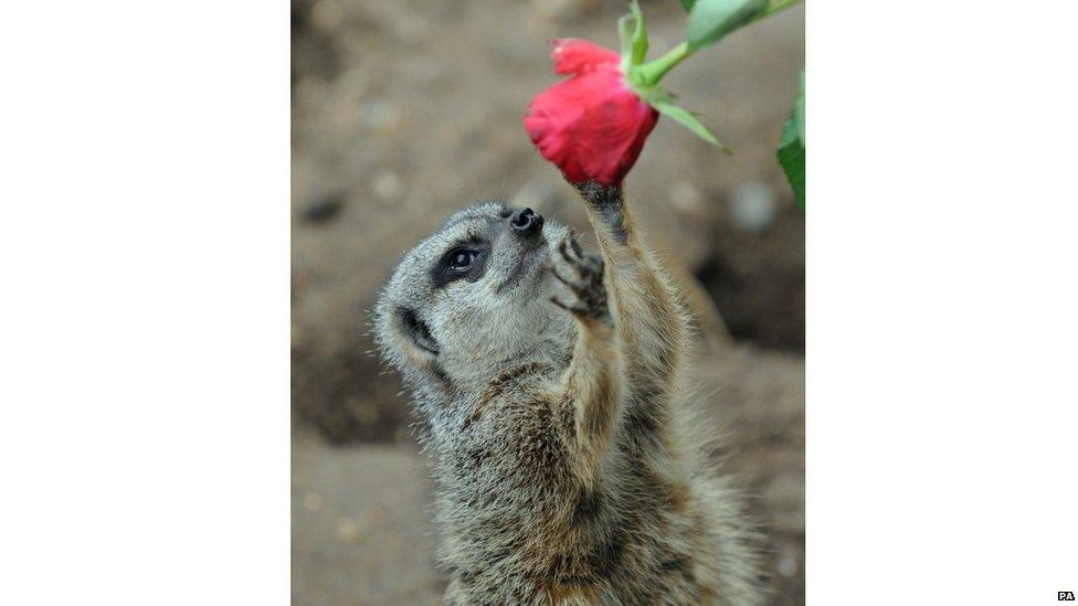 A Meerkat is given a rose as a Valentine's treat