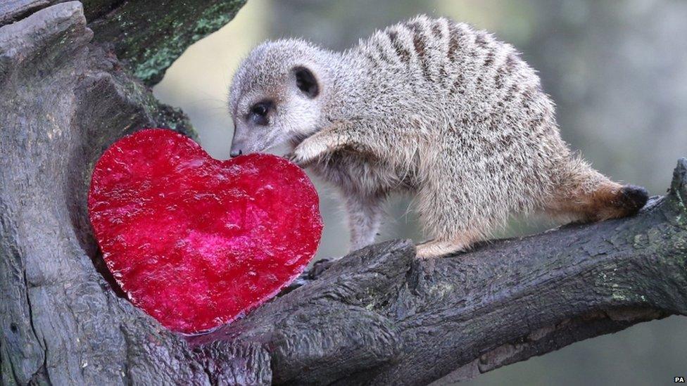 A meerkat looks at a beetroot flavoured love heart