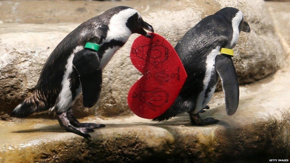 An African Penguin holds a Valentine's Day card