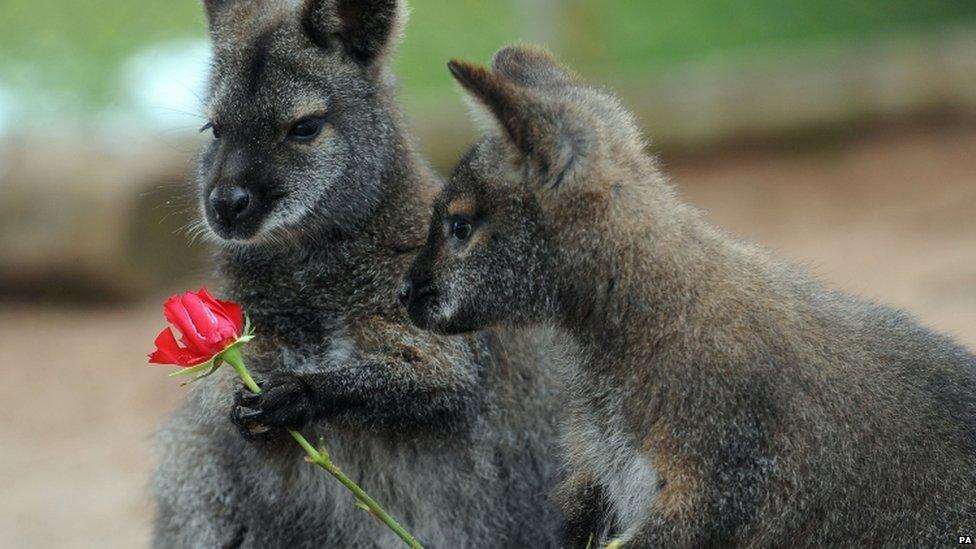 A Wallaby holds a rose at Twycross Zoo, Warwickshire