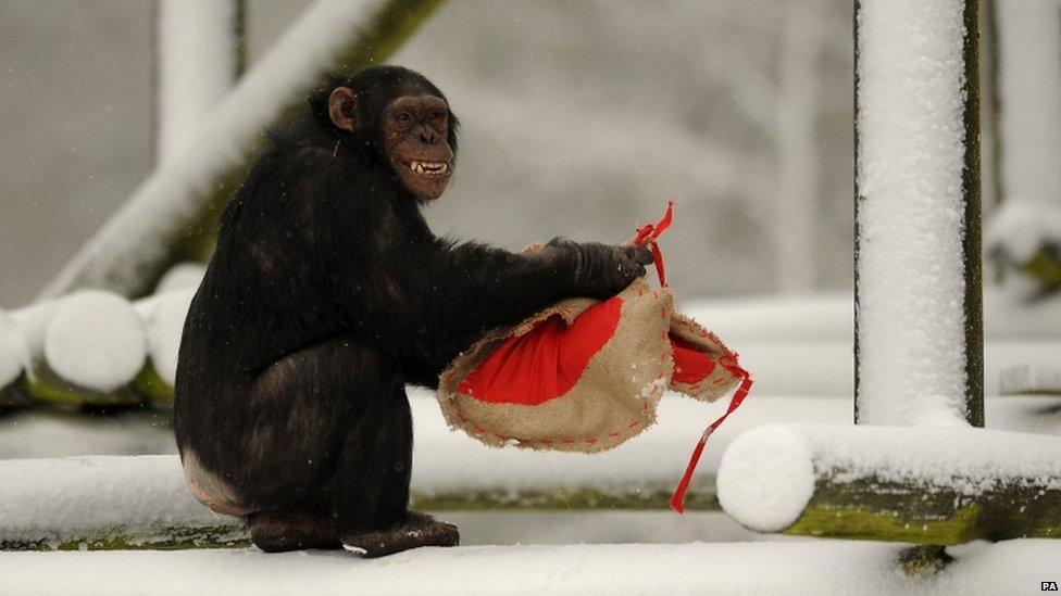 A Chimpanzee holds a heart-shaped bag