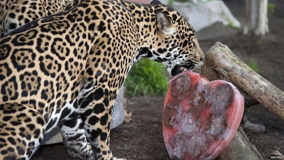 A jaguar licks a heart-shaped Valentine"s Day treat of frozen beef blood, beef hearts and pieces of meat