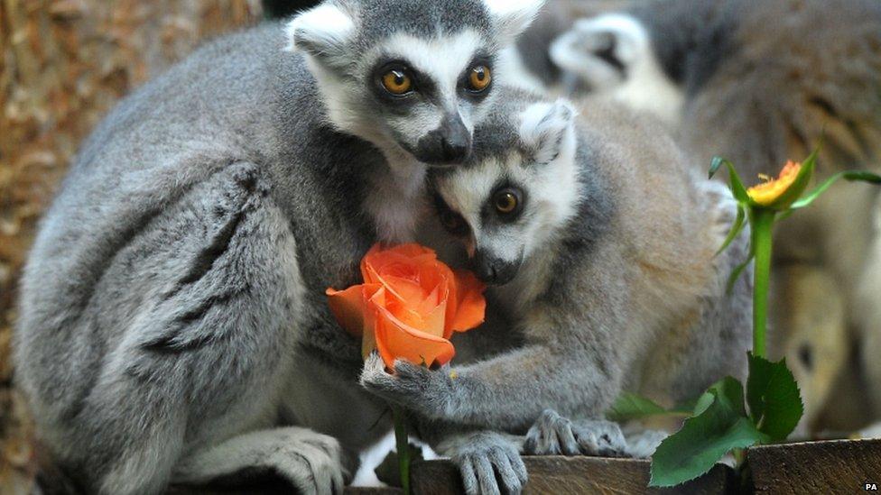 Two ring tailed lemurs hold a rose