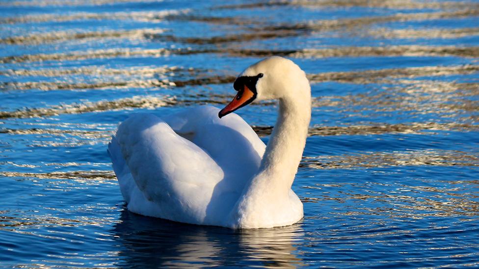 David Lennon from Barry, Vale of Glamorgan said he was at The Knap lake in the town when he spotted this swan enjoying some early spring sunshine.