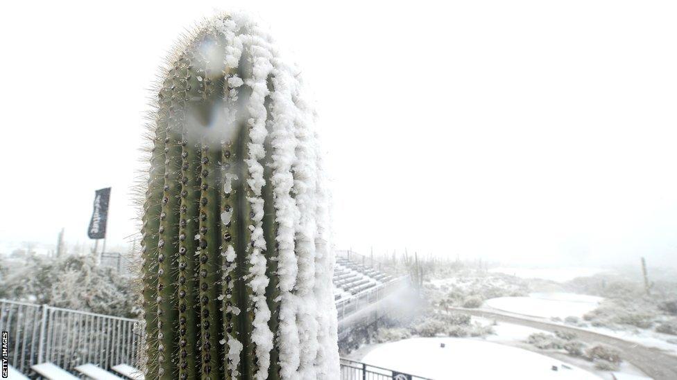 Cactus covered in snow