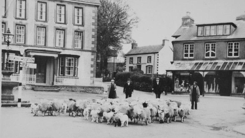 Sheep in Llanwrtyd