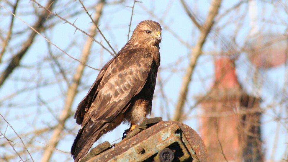 Nigel Yates said he found this buzzard while I was out driving one morning recently near Llangrannog in west Wales.