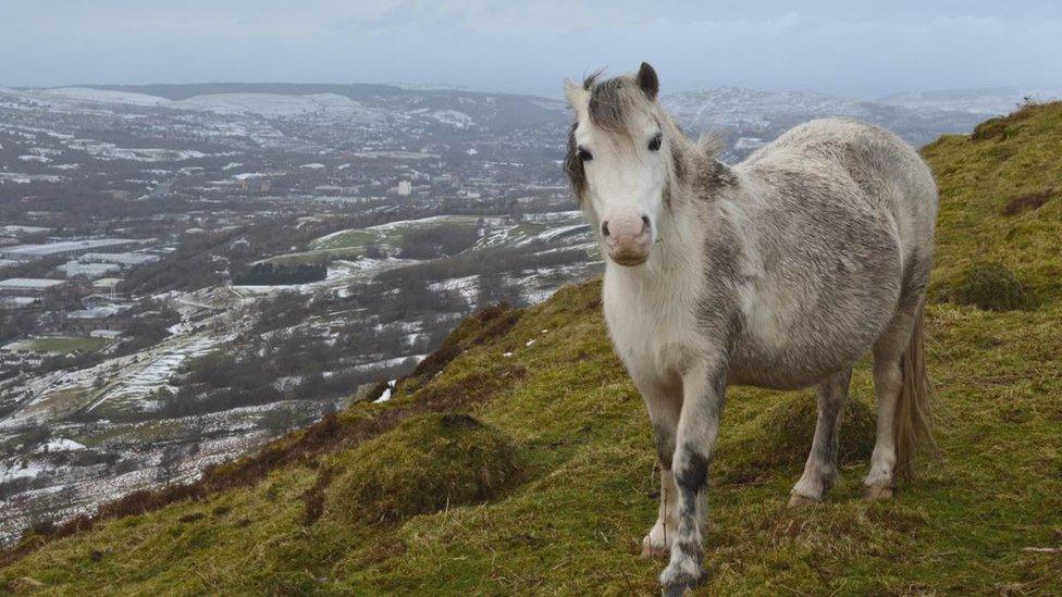 An inquisitive wild pony on the mountain above Troed-y-Rhiw looking towards Merthyr Tydfil in the background. Sent in by Andrew Williams.