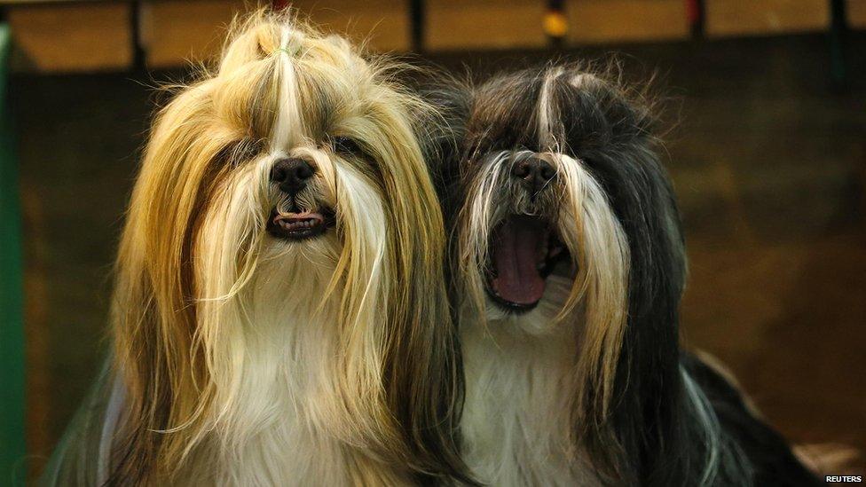 Crufts Show 2013