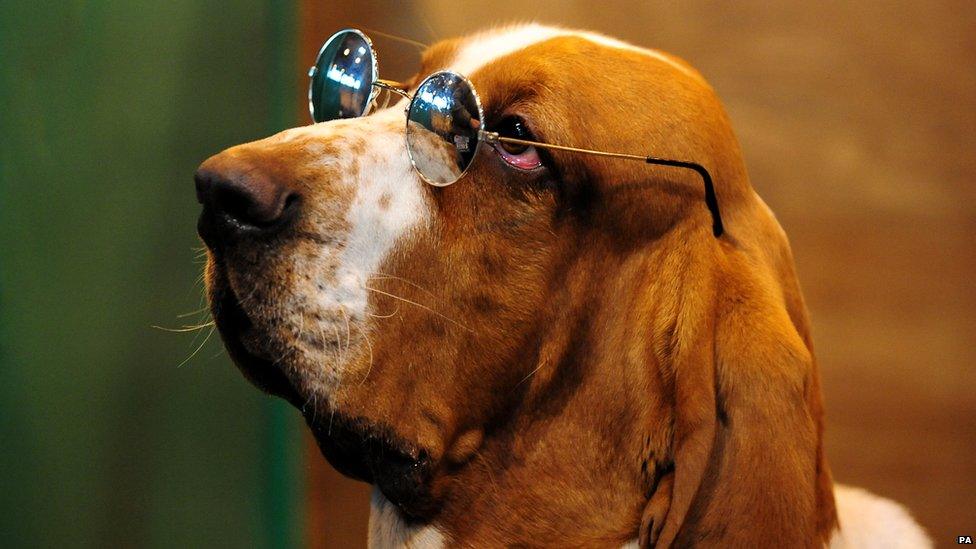 Basset Hound Larry after coming third in class at Crufts 2013