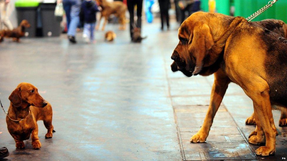 A dachshund looks at bloodhounds during Crufts 2013,