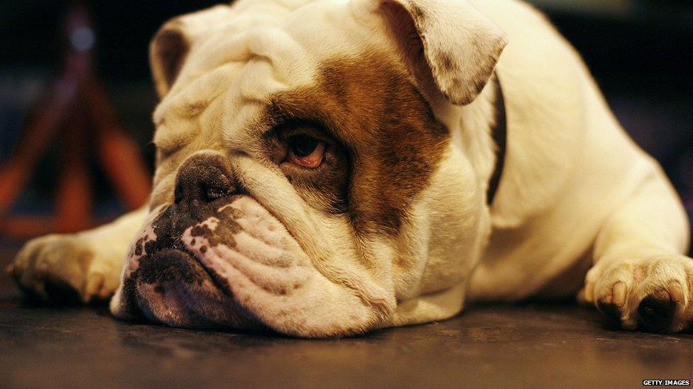 Crufts Show 2013