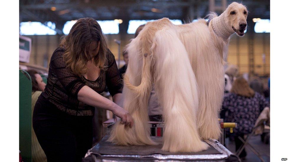 An Afghan Hound is groomed during the first day of the Crufts dog show in Birmingham, in central England on March 7, 2013.