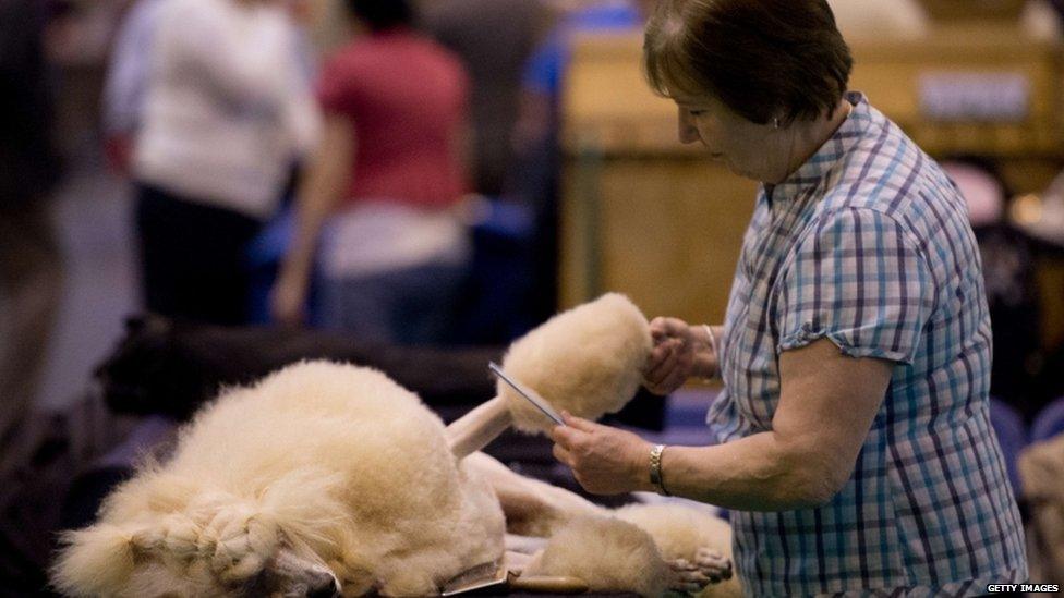 A standard poodle is groomed by its owner during the second day of the Crufts dog show